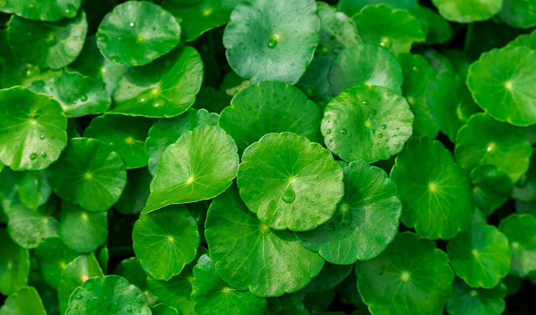 Cica Centella ile Genç ve Canlı Göz Çevresi - Mila Care